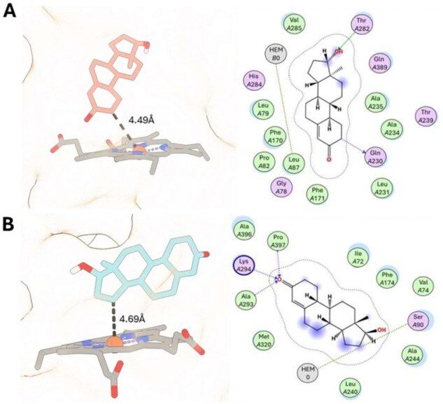 Two docking poses: salmon and cyan steroid sticks hovering over a grey heme with dashed distance lines (4.49 Å, 4.69 Å),