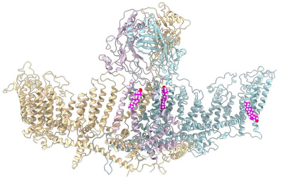 PIEZO2 channel with three cholesterol molecules at predicted binding sites