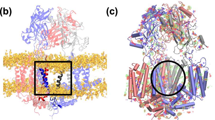 Two PIEZO2 pore renders: left cartoon in blue/red/grey subunits inside a yellow lipid band with boxed pore; right cylind