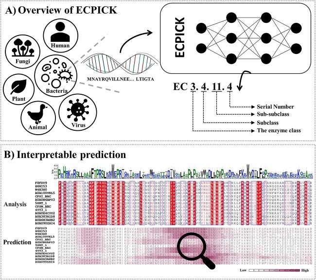 ECPICK overview: organism icons (fungi, human, bacteria, plant, animal, virus) feeding a DNA strand into a neural networ
