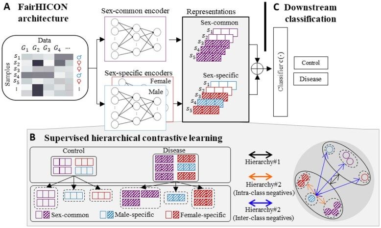 FairHICON schematic: expression matrix into sex-common and male/female encoders, hatched purple/blue/red representation 
