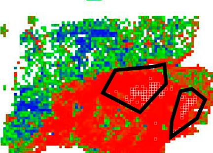 DeepPATHO ALK-probability heatmap over a second lung resection slide