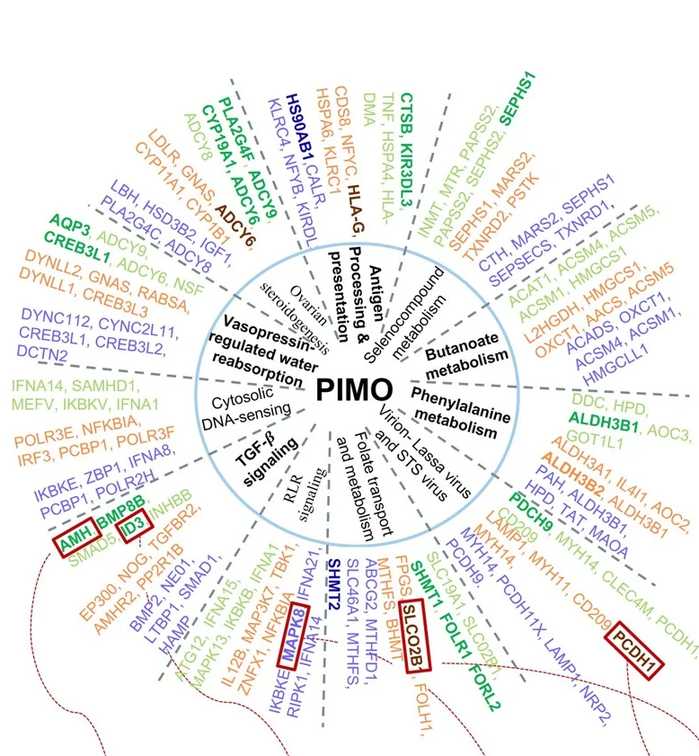Radial wheel: central 'PIMO' circle with eleven pathway names, surrounded by spokes of colored gene-name labels (green,