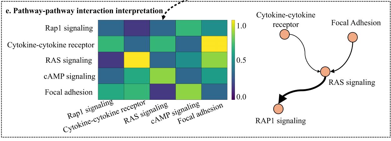 Pathway-pathway attention heatmap (5x5, viridis purple-teal-yellow) beside a small orange node graph showing cytokine an